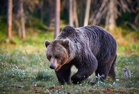 Pohyb medvěda v okrajové části Zlína, potvrdily podle městské policie jeho stopy